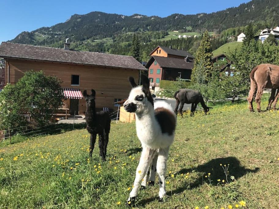 Отель Jurte Beim Lama- & Alpakahof Тризенберг Экстерьер фото