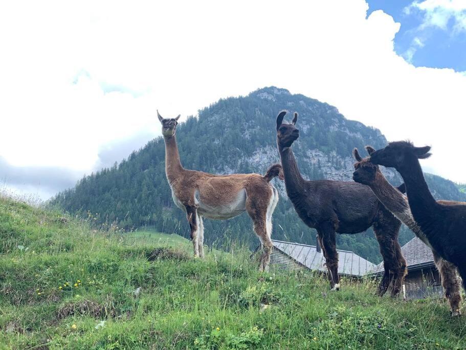 Отель Jurte Beim Lama- & Alpakahof Тризенберг Экстерьер фото