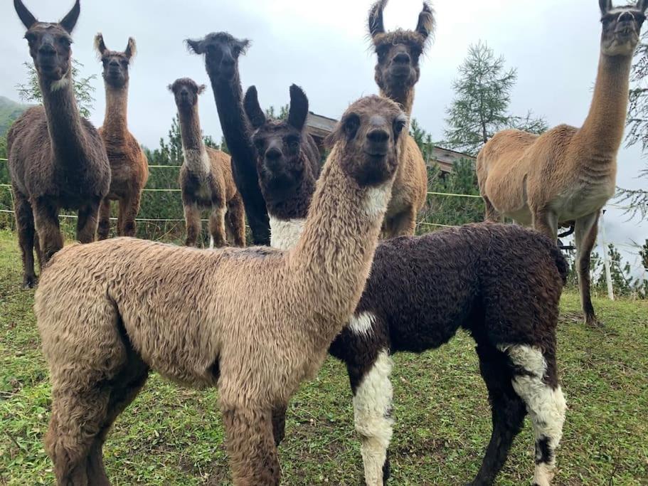 Отель Jurte Beim Lama- & Alpakahof Тризенберг Экстерьер фото